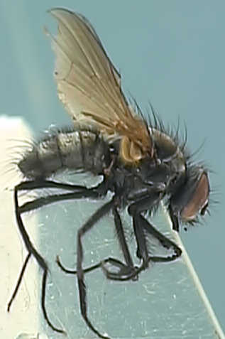 Hydrotaea irritans
